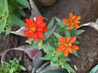 flower-detection project thumbnail