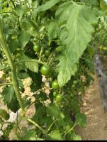 tomato111 project thumbnail