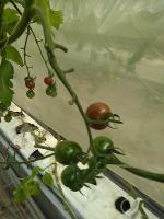 tomato_ripeness project thumbnail