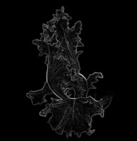 lettuce1 project thumbnail