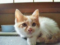 cat project thumbnail