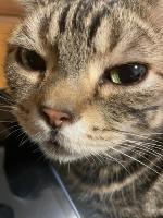 cat project thumbnail