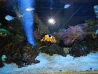Bob's Fish Tank project thumbnail