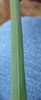 Wheat Leaf Disease Detection project thumbnail