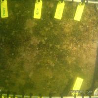 Yolo_Augmented_Biofouling project thumbnail