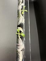 Plant detection project thumbnail