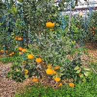 citrus detecting project thumbnail