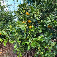 citrus detecting project thumbnail