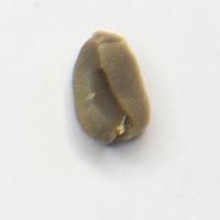 dataset_kopi project thumbnail