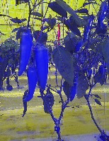 CSE495 Pepper Detection project thumbnail
