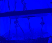 depth-tomato project thumbnail