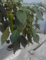 CSE495 Pepper Detection EGB project thumbnail