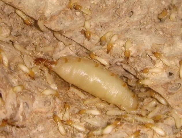 Termite Computer termite Object Detection Dataset by Test