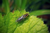 stem borer project thumbnail