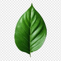 leaf_dataset01 project thumbnail