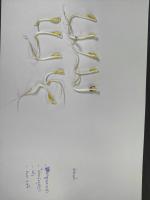 Bean Sprouts project thumbnail