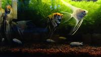 Fish Detect project thumbnail