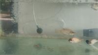 Ikan Nila project thumbnail