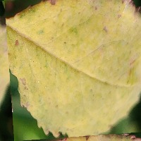 Rose_Flower_Disease project thumbnail