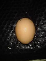 EggScan-Primer project thumbnail