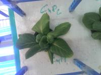 butterhead_green health monitor project thumbnail
