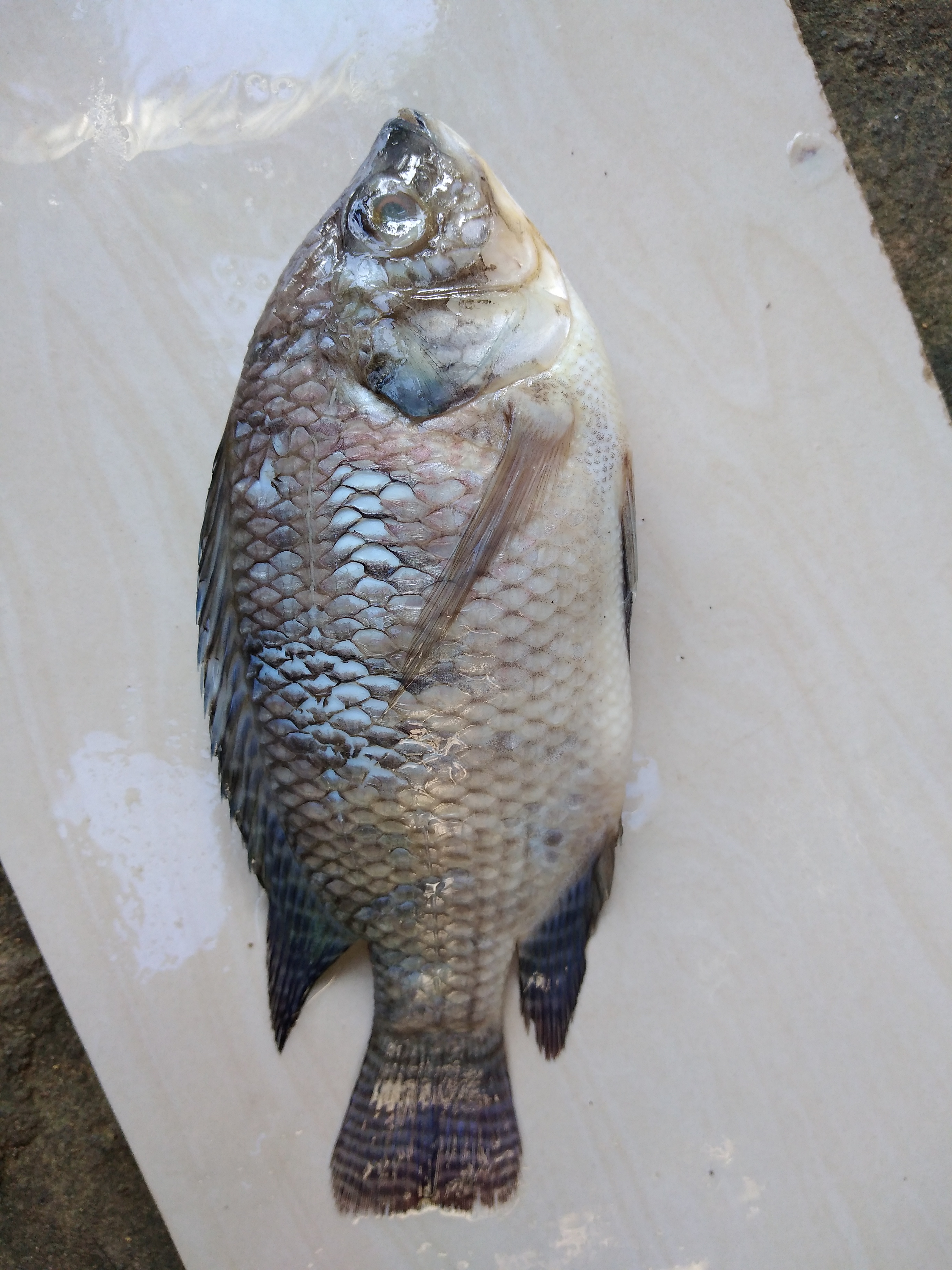 Fish Object Detection Model by BISU