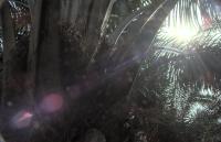 oil palm fruit project thumbnail