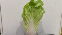alllettuce project thumbnail