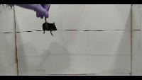 tow limb hanging project thumbnail
