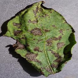Potato Plants Diseases Object Detection Model (v1, 2024-12-23 8:47pm ...