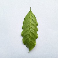 OjasCacao project thumbnail
