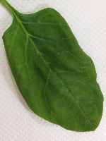 Leaf project thumbnail