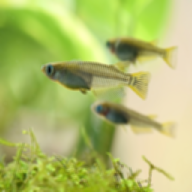 guppy Object Detection Model by gakko