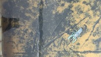 crayfish-detection project thumbnail
