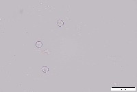 pollen project thumbnail