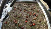 Loose Fruitlet project thumbnail