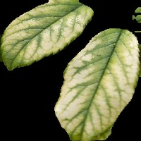 Nutrient Deficiency Classification Dataset by FYP