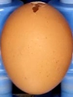 egg project thumbnail