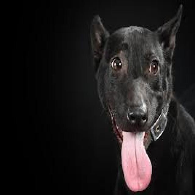 Dog Breeds Object Detection Dataset and Pre-Trained Model by Practice 1