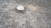 Stump Detection project thumbnail