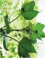 Leaf Curl project thumbnail