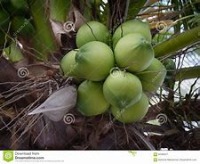 coconut project thumbnail