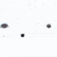 urchins project thumbnail