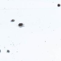 urchins project thumbnail