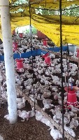 Chicken tracking project thumbnail