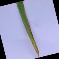 Rice Leaf Disease Detection project thumbnail