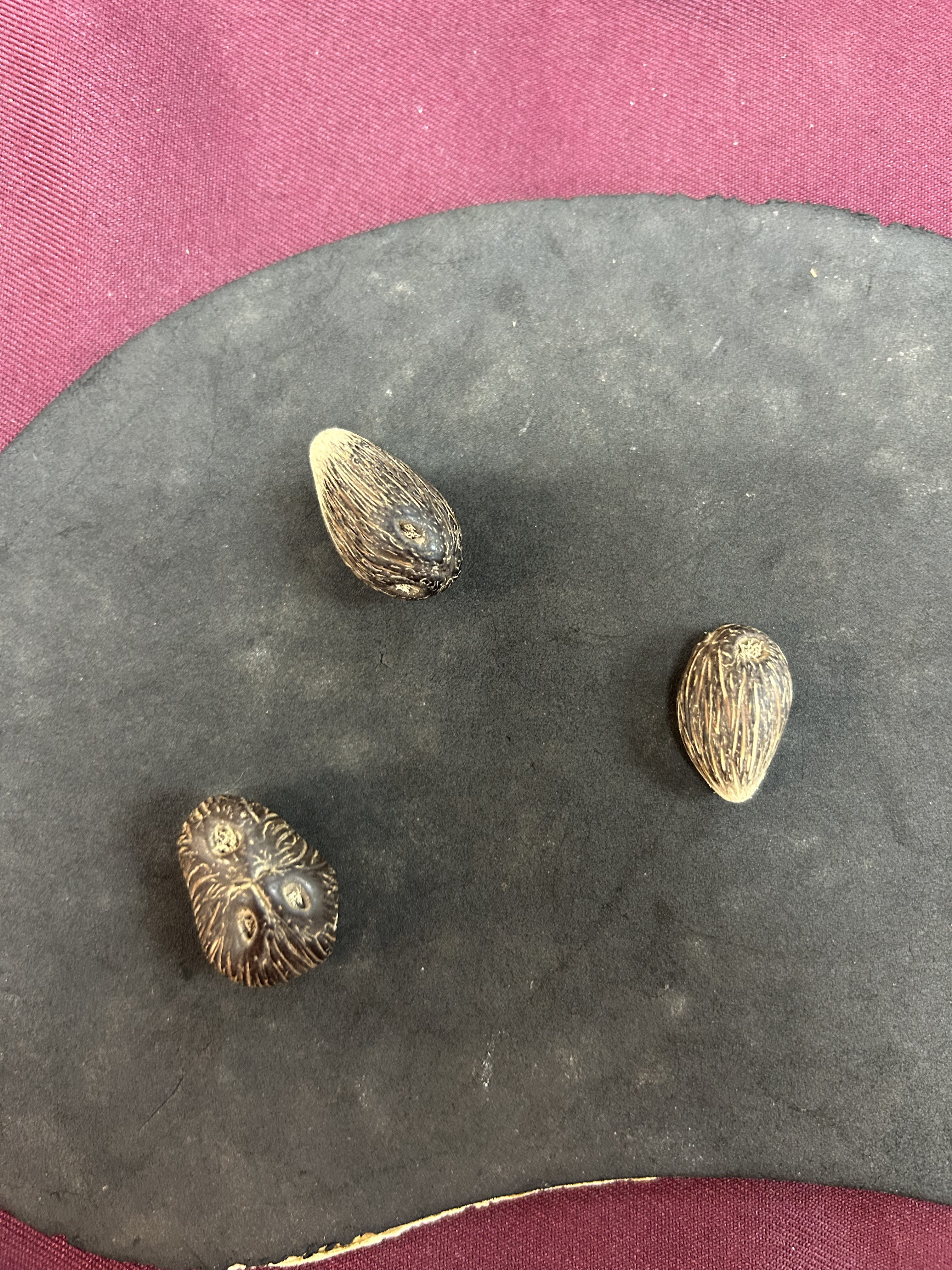 Seed Object PALM OIL SEED Object Detection Dataset by AI training space UTM