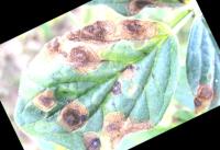 Pest Detection project thumbnail