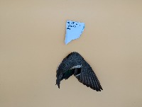 Duck species ID project thumbnail
