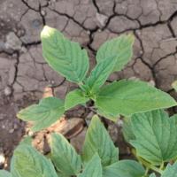 Weed Detection Model project thumbnail